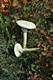 Amanita vittadinii (Mor.) Vitt.