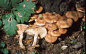 Armillaria mellea (Vahl.:Fr.)Kumm.