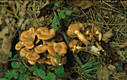 Armillaria tabescens (Scop.:Fr.)Sing.