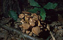 Armillaria tabescens (Scop.:Fr.)Sing.