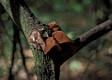 Auricularia auriculajudae (Bull.ex Fr.)Wettst.