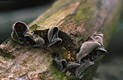 Auricularia auriculajudae (Bull.ex Fr.)Wettst.