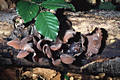 Auricularia auriculajudae (Bull.ex Fr.)Wettst.