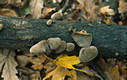 Auricularia auriculajudae (Bull.ex Fr.)Wettst.