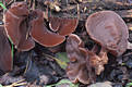 Auricularia auriculajudae (Bull.ex Fr.)Wettst.