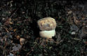 Boletus aereus Bull.:Fr.