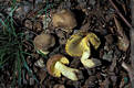 Boletus appendiculatus Schaeff.:Fr.