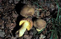 Boletus appendiculatus Schaeff.:Fr.