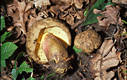 Boletus calopus Fr.