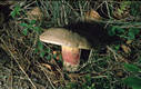 Boletus calopus Fr.