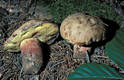 Boletus calopus Fr.