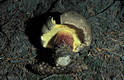 Boletus calopus Fr.