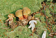 Boletus calopus Fr.