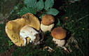 Boletus edulis Bull.:Fr.