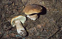 Boletus edulis Bull.:Fr.