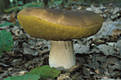 Boletus edulis Bull.:Fr.