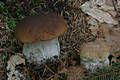 Boletus edulis Bull.:Fr.