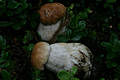 Boletus edulis Bull.:Fr.