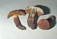 Boletus erythropus Pers. 1796