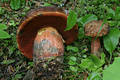 Boletus erythropus Pers. 1796