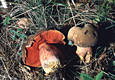 Boletus erythropus Pers. 1796