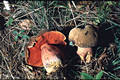 Boletus luridiformis Rostk. in Sturm