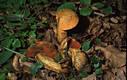 Boletus luridus Schaeff.:Fr.