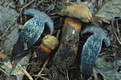 Boletus luridus Schaeff.:Fr.