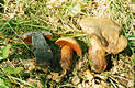 Boletus luridus Schaeff.:Fr.