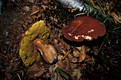 Boletus pinophilus Pil.& Dermek