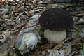 Boletus pinophilus Pil.& Dermek