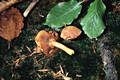 Boletus piperatus Bull.:Fr.