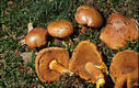 Boletus piperatus Bull.:Fr.