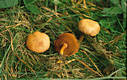 Boletus piperatus Bull.:Fr.