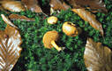 Boletus piperatus Bull.:Fr.