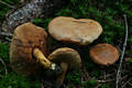 Boletus piperatus Bull.:Fr.