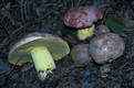 Boletus regius Krbh.