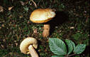 Boletus reticulatus Schaeffer