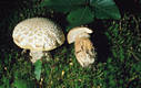 Boletus reticulatus Schaeffer