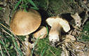 Boletus reticulatus Schaeffer