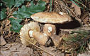 Boletus reticulatus Schaeffer