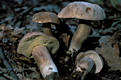 Boletus reticulatus Schaeffer