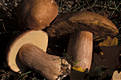 Boletus reticulatus Schaeffer