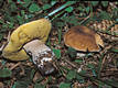 Boletus reticulatus Schaeffer