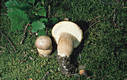 Boletus reticulatus Schaeffer