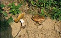 Boletus reticulatus Schaeffer