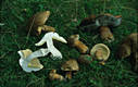 Boletus reticulatus Schaeffer