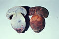 Boletus rhodopurpureus Smotl.