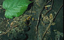 Calocera cornea (Batsch:Fr.)Fr.