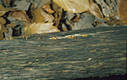 Calocera cornea (Batsch:Fr.)Fr.